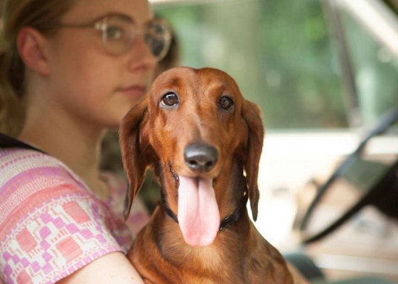 WIENER-DOG